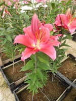 [4493 PO81 LUN 3086 No01.JPG]